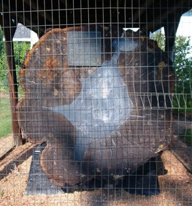 log end